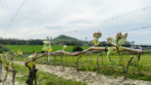 Vini di Sardegna